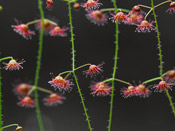 Drosera macrantha