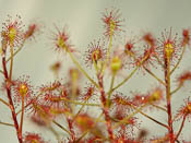 Drosera madagascariens