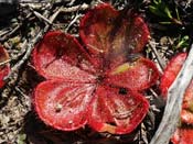 Drosera magna