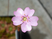 Drosera mannii