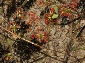 Drosera mannii