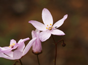 Drosera marchantii