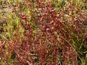 Drosera menziesii