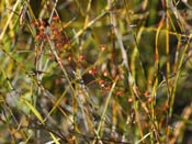 Drosera menziesii