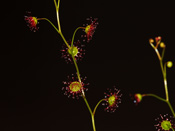 Drosera menziesii