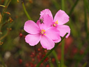 Drosera menziesii