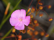 Drosera menziesii