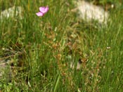 Drosera menziesii