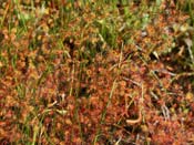 Drosera menziesii