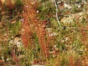 Drosera menziesii