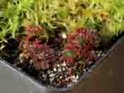 Drosera meristocaulis