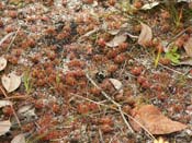 Drosera micrantha