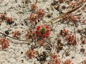 Drosera micrantha