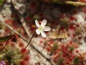 Drosera micrantha