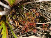 Drosera monticola