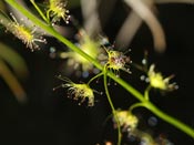 Drosera neesii