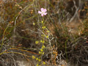 Drosera neesii