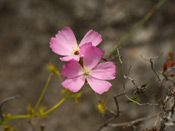 Drosera neesii