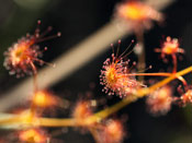 Drosera neesii