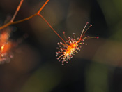 Drosera neesii