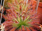 Drosera neocaledonica