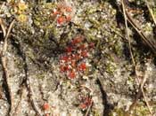 Drosera nitidula