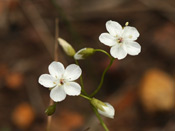 Drosera pallida