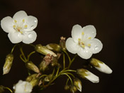 Drosera pallida