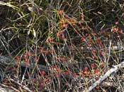 Drosera pallida