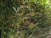 Drosera pallida