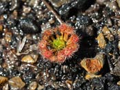 Drosera x sidjamesii