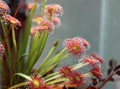 Drosera petiolaris