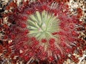 Drosera aff. petiolaris