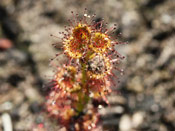 Drosera platypoda