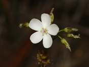 Drosera platypoda