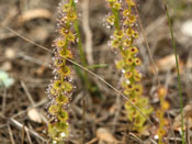 Drosera platypoda