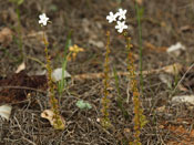 Drosera platypoda