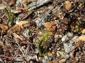 Drosera platystigma