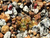 Drosera platystigma