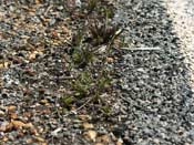 Drosera platystigma