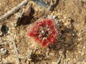 Drosera platystigma