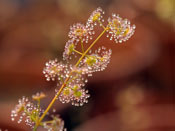 Drosera porrecta