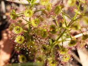 Drosera porrecta