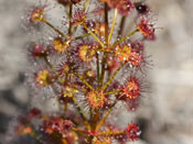 Drosera porrecta