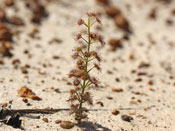 Drosera porrecta