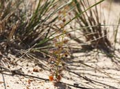 Drosera porrecta