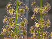 Drosera porrecta