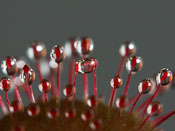 Drosera prolifera