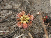 Drosera pulchella