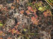 Drosera pulchella